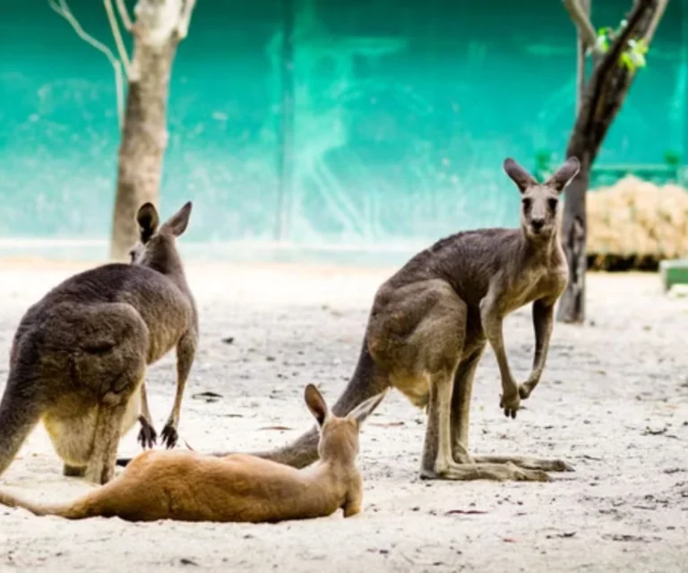 Safari Park Thailand